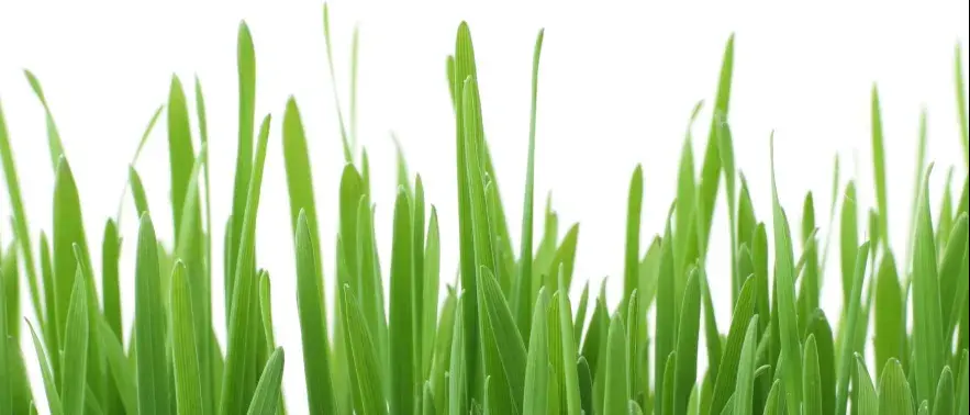 Banner de Bien Verde Pasto de Trigo