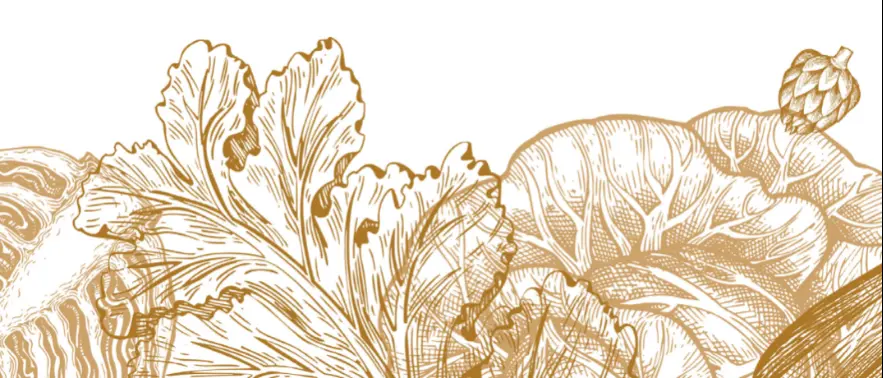 Banner de Medusa Fermenta