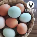 Productos Familia Camarena